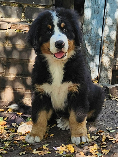 4ever home gesucht!