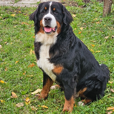 Nofretete-Nougat von Achtern Felln