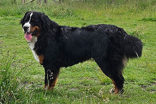 Nofrotete-Nougat von Achtern Felln