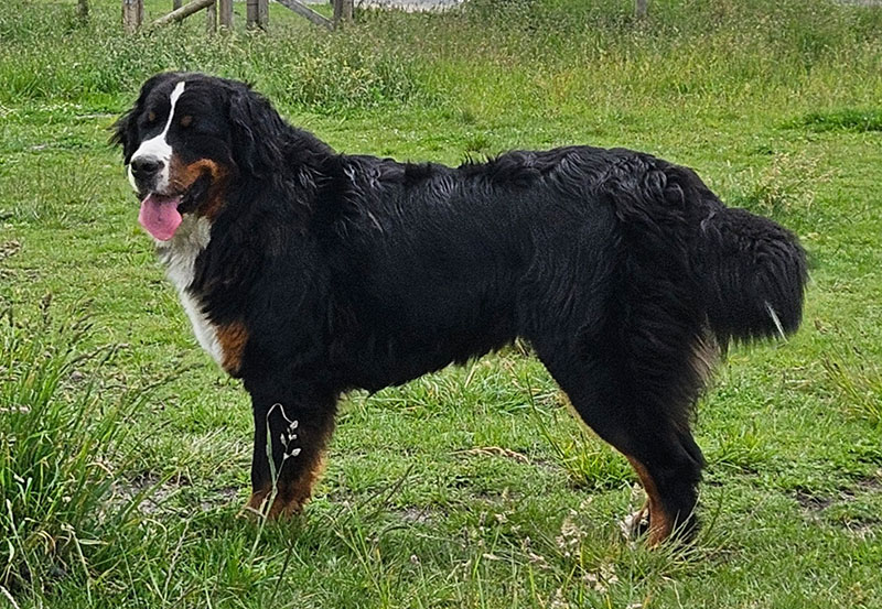 Nofretete-Nougat von Achtern Felln