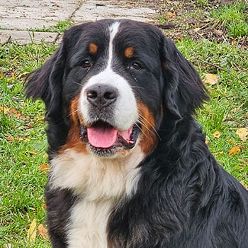 Nofretete-Nougat von Achtern Felln