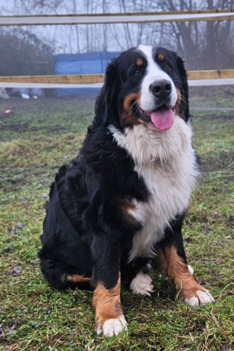 Carmina van St-Niklas