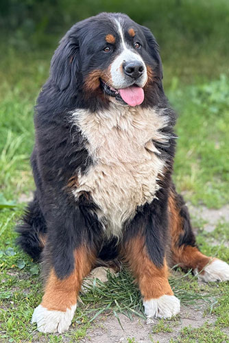 Janosch vom Apfelwörth